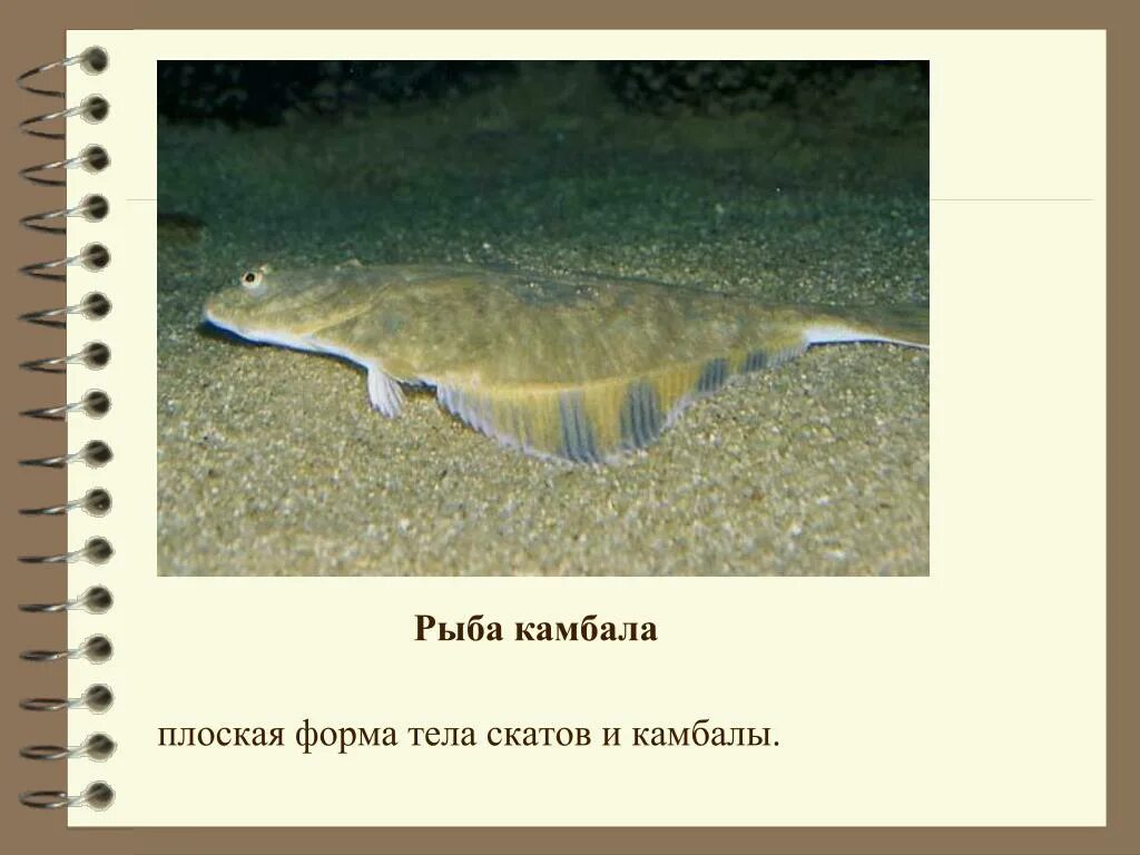 Веретенообразная форма рыбы. Класс ресничные черви представители. Тип плоские черви 7 класс биология конспект. Идиоадаптация у растений и животных. Различные типы формы тела рыб (по г.