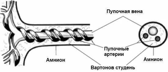 Строение пупочного канатика гистология. Строение пупочного канатика гистология. Обвитие пуповиной во круг шем. Допплерометрическое исследование кровотока плода при беременности. Пуповина строение схема.