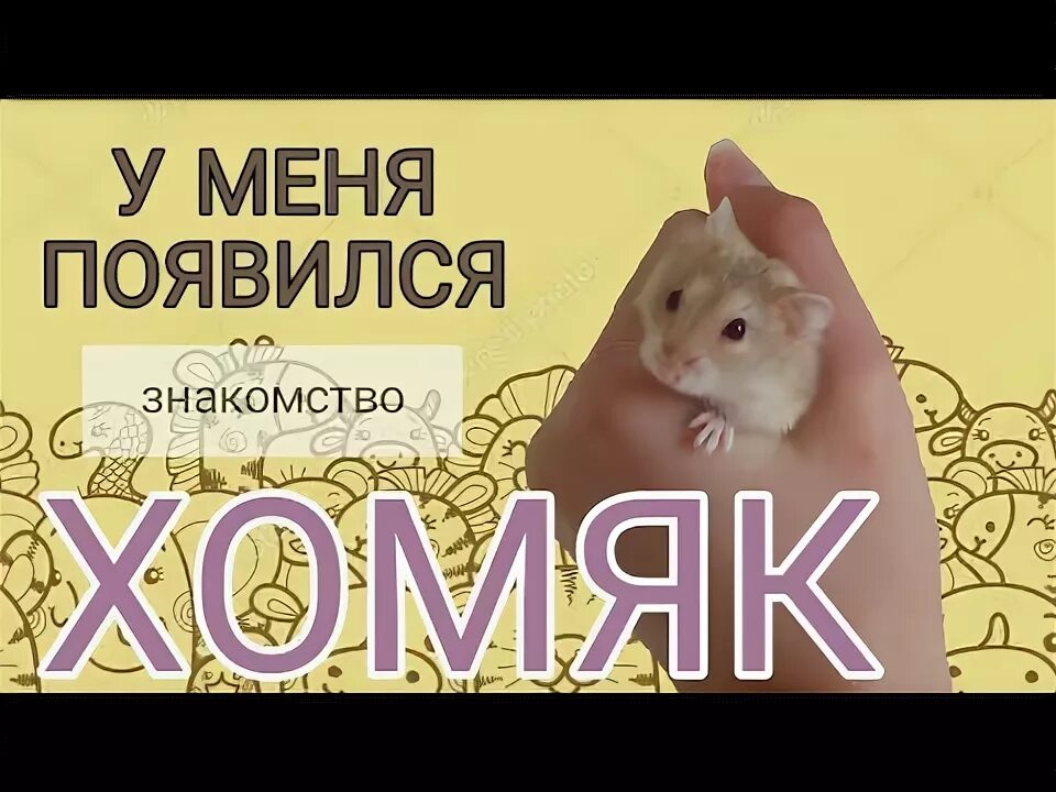 Ошибка в хомяке. Ошибка в хомяке
