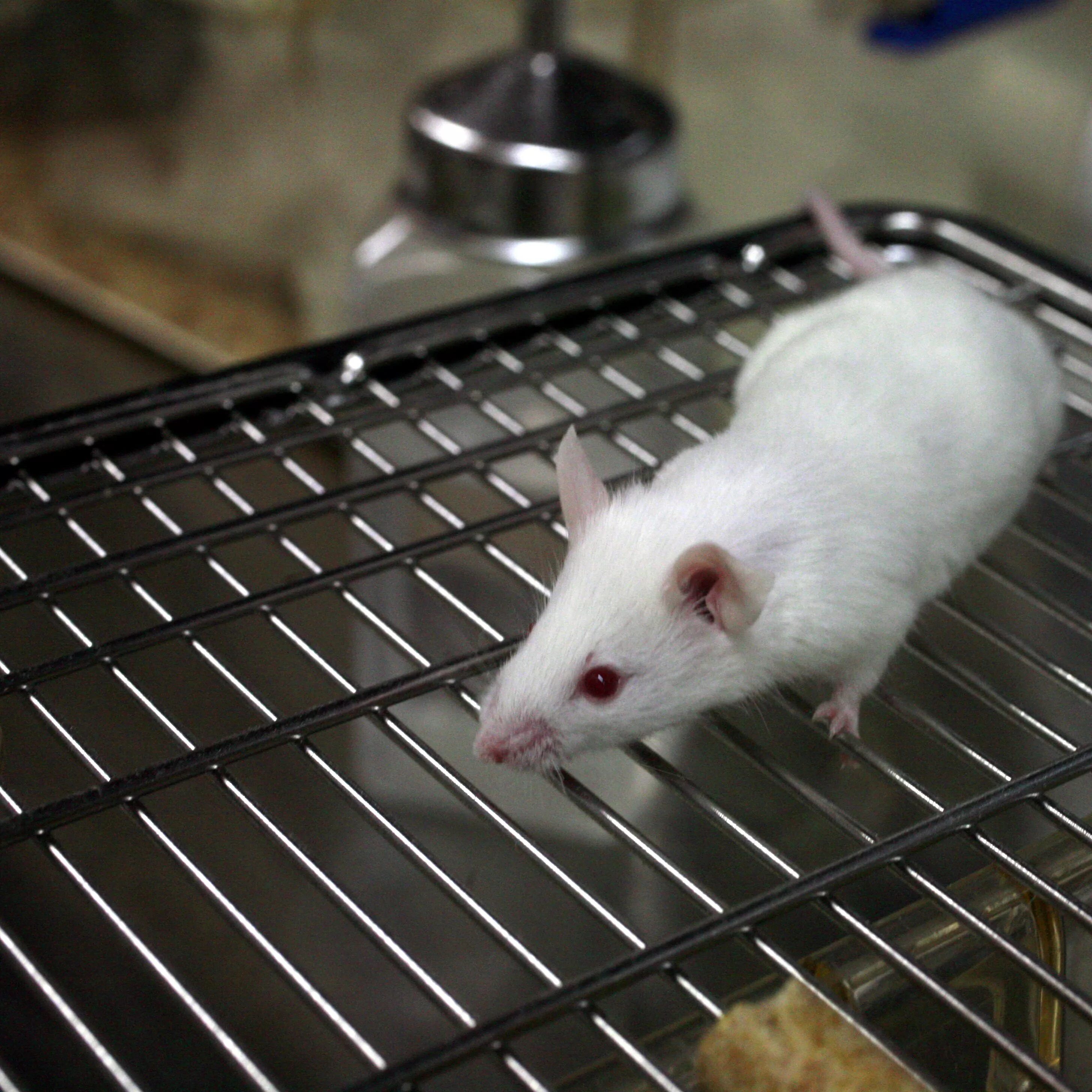 Экспериментальная мышь. Лабораторные мыши. Лабораторная крыса. Белые лабораторные мыши. Белая лабораторная крыса.
