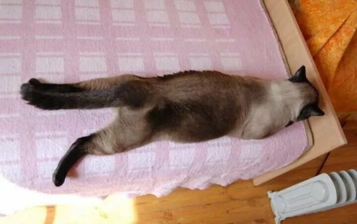 Кошка спит на животе. Кот лежит на животе. Котик спит на животе. Котик лежит на животе