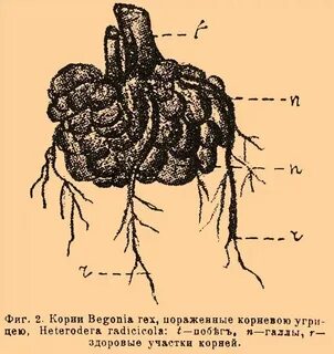 Тип корневой системы бегонии
