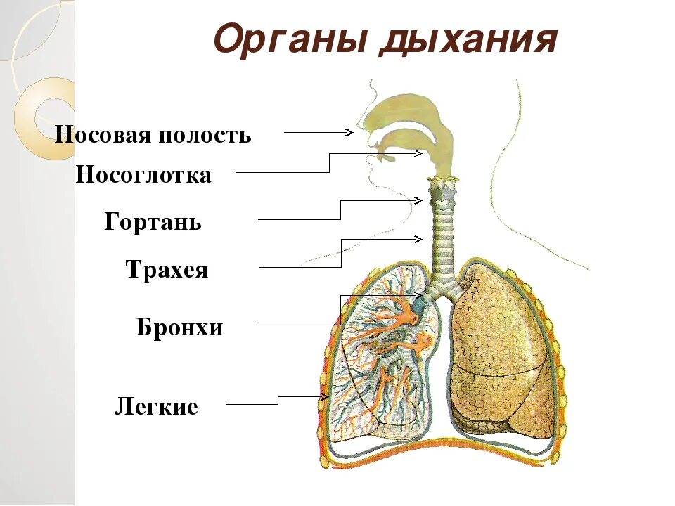 Гортань трахея бронхи строение. Дыхательная система трахея анатомия человека. Дыхательная система анатомия бронхи. Гороань трахеич бронэи.