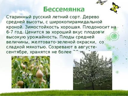 Описание дерева груша