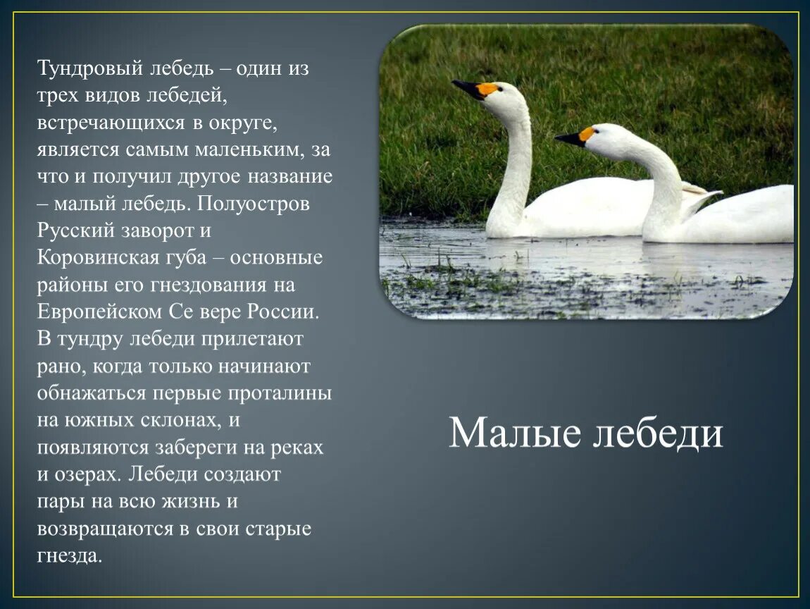 Сколько весит лебедь. Малый Тундровый лебедь. Тундровый лебедь красная книга. Тундровый лебедь 4 класс окружающий мир. Малый Тундровый лебедь красная книга.