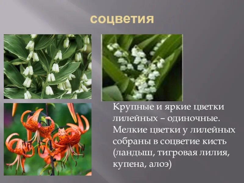 Соцветие цветка семейства лилейные. Семейство лилейные соцветие. Соцветие лилейных растений. Семейство лилейные соцветие. Формула и диаграмма цветка семейства лилейных.