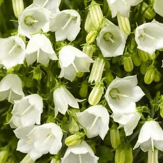 White bell