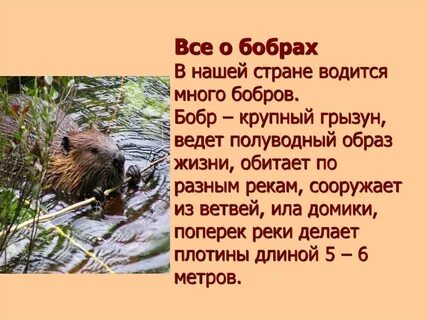 Как переводится бобр