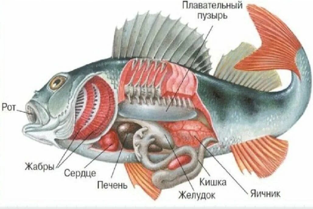 Строение рыбы Речной окунь. Внутреннее строение речного окуня. Строение костистой рыбы окуня. Внешнее строение рыбы окунь. Внутреннее строение карася