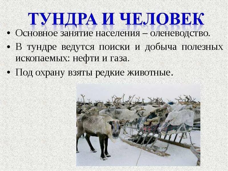 Жизнь и быт людей лесотундры. Занятия людей в тундре. основное занятие населения. основное занятие жителей тундры. основные занятия жителей тундры.