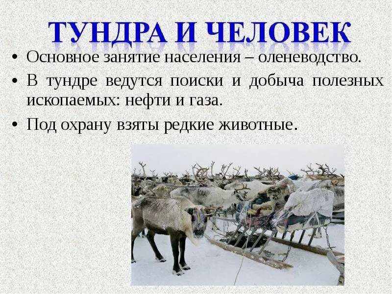 Коренное население природной зоны занимается. Основное занятие населения. Занятия людей в тундре. Основные занятия людей в тундре. Занятия челоаекав тундре.