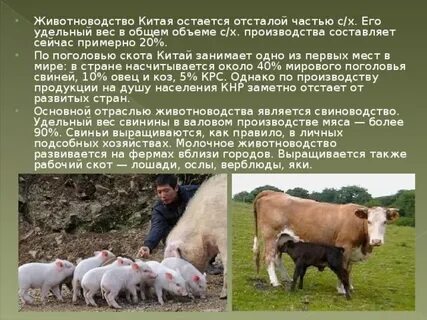 Первое место в мире по поголовью свиней