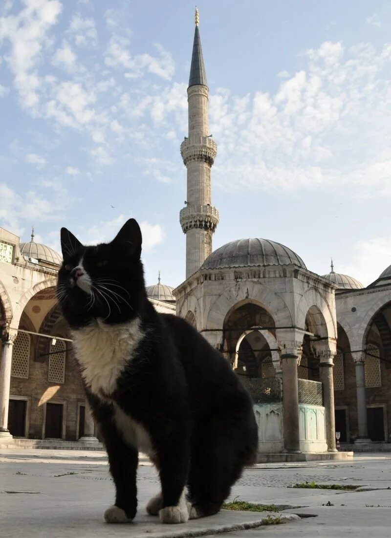 Мусульманский кот. Кошка пророка Мухаммеда Муизза. Кошка пророка Мухаммеда Муизза порода. Кошка Муэзза пророка Мухаммеда.