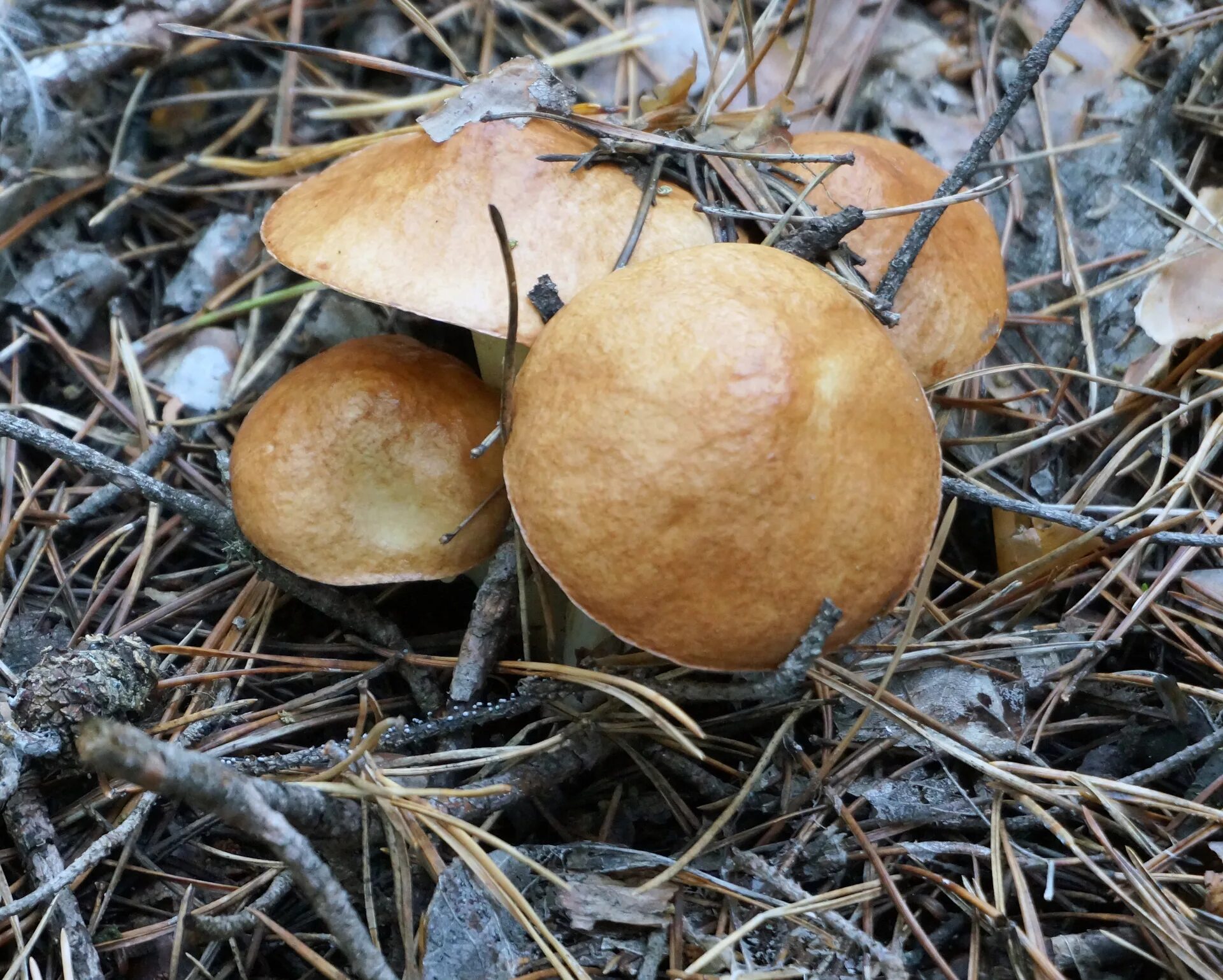 грибы растущие в сосновом бору. грибы растущие сосновом бору. грибы растущие сосновом бору. грибы которые растут в сосновом бору. грибы растущие сосновом бору.