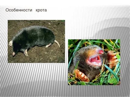 Кроты их жизнь