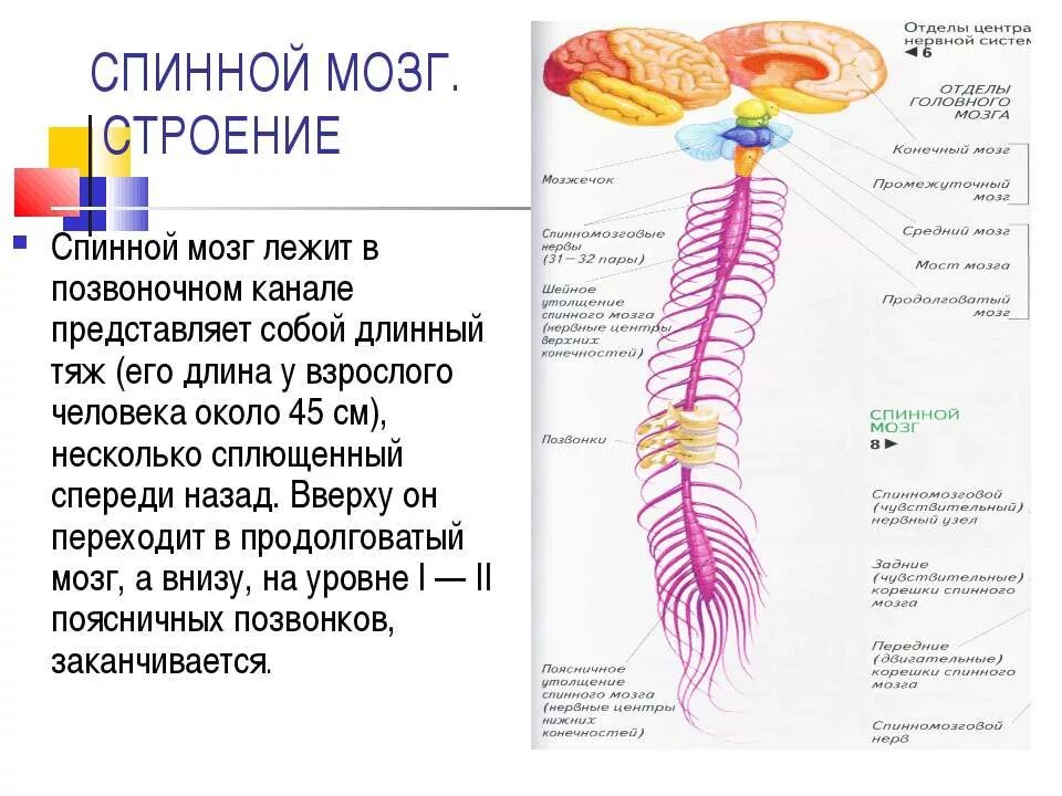 Функции спинномозгового мозга. Анатомические структуры спинного мозга. Строение и функции спинного мозга спинномозговой канал. Строение и функции спинного мозга человека биология. Спиной мозг человека строение и функции.