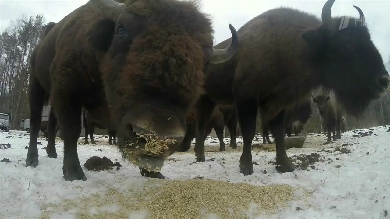Беловежский зубр. Беловежская пуща бык. Бизон спит. Зубр видео. Зубр видео.