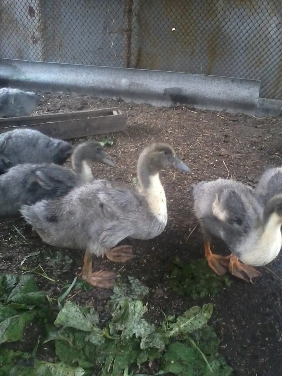 утки голубой фаворит. индоутка голубой фаворит. утята голубой фаворит. голубой фаворит башкирка. утка голубой фаворит.