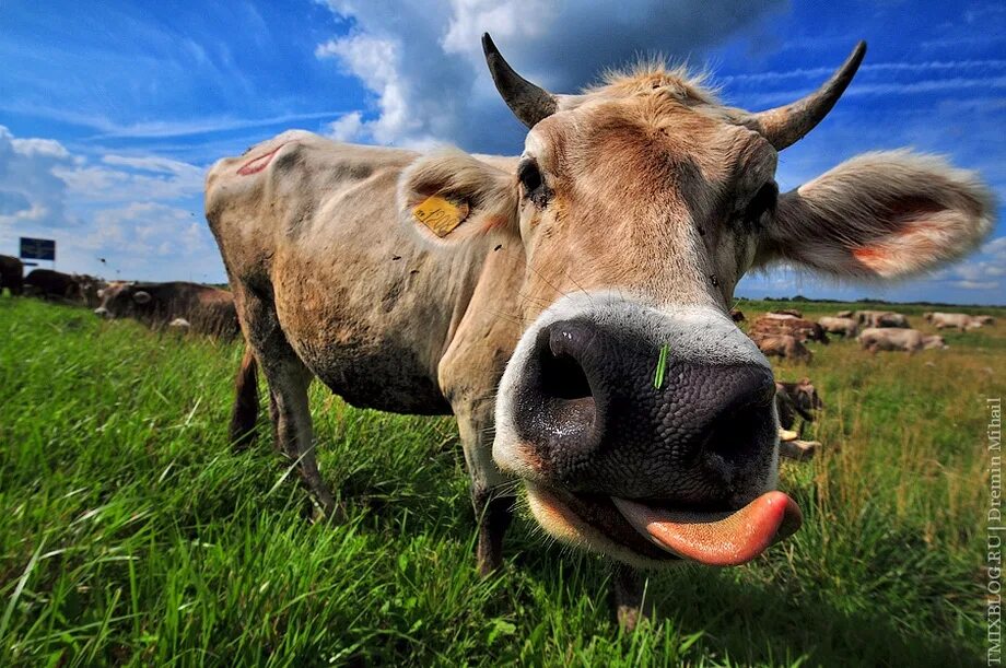 Корова. Смешные коровы. Веселая корова.. Крутая корова.