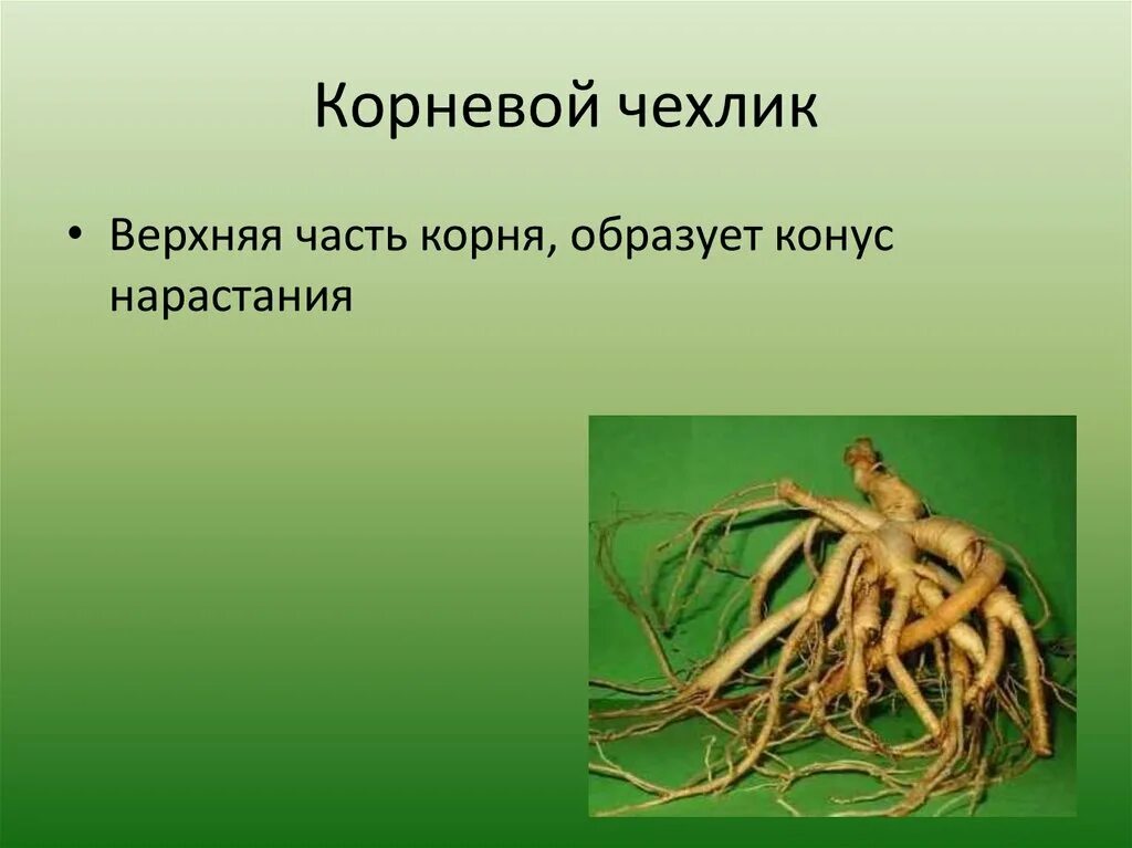 Корни растений. Корень презентация. Корневой чехлик. Точка роста корня.