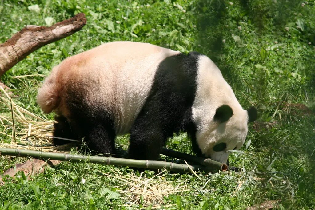 Pandas having