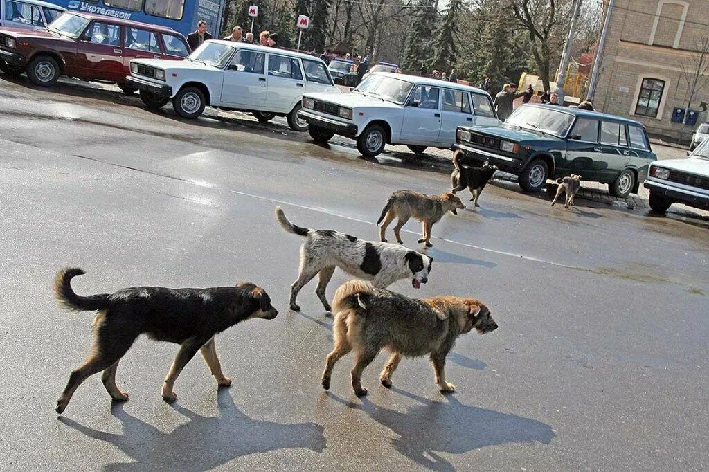 Много собак на улице. Бродячие собаки в городе. бездомные собаки. стаи бездомных собак в городе. бездомные собаки на улице стая.