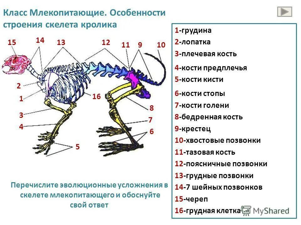 Если у животного имеется отдел скелета. Скелет млекопитающего 7 класс биология. Скелет млекопитающих анатомия. Скелет кролика внутреннее строение. Строение скелета млекопитающих 7 класс биология.