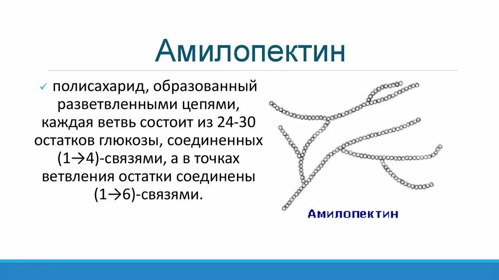 Полисахариды могут образовывать разветвленную структуру