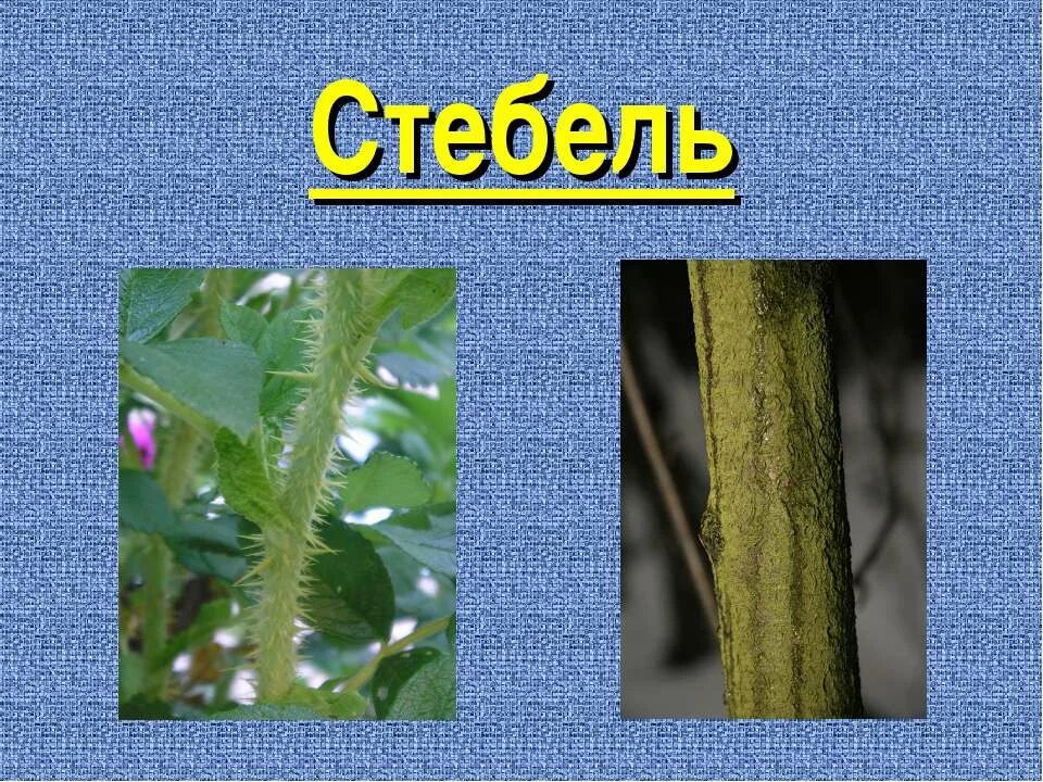 Магазин стебель. Стебель. стебель растения. стебли цветов. стебель без цветов.