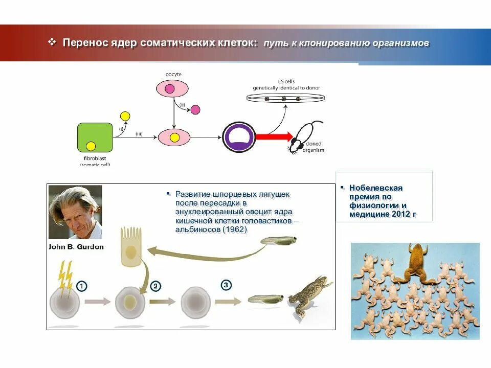 Метод пересадки ядер. Перенос ядра соматической клетки. Ядерный перенос соматических клеток. Клонирование соматических клеток. Перенос ядра соматической клетки клонирование.