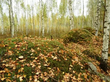 Березовая роща грибы