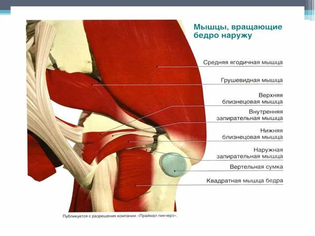Трохантерита тазобедренного сустава симптомы. Бурсит тазобедренного сустава. Трохантерит тазобедренного сустава мышцы. Схема связок бедра. Мышцы тазобедренного сустава анатомия.