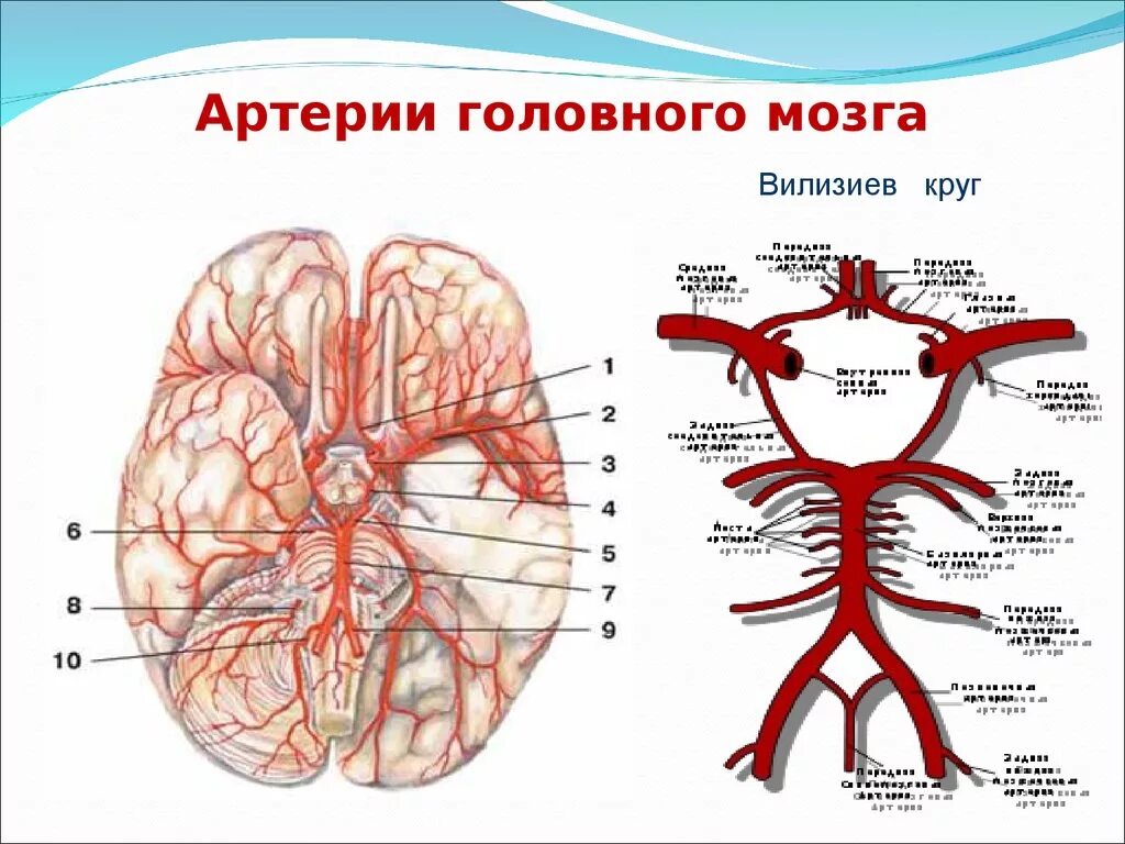 Кровеносная система головного мозга человека схема. Кровообращение мозга. Виллизиев круг.. Основная артерия головного мозга анатомия. Кровоснабжение головного мозга анатомия артерии. Круг кровообращения голова