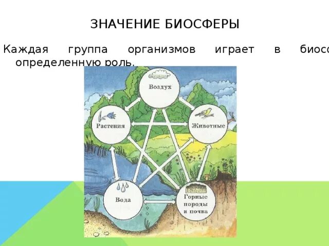 Биосфера и человек схема. Значение биосферы. Взаимосвязи в биосфере. Схема значение биосферы. Человек является частью биосферы докажите правильность этого