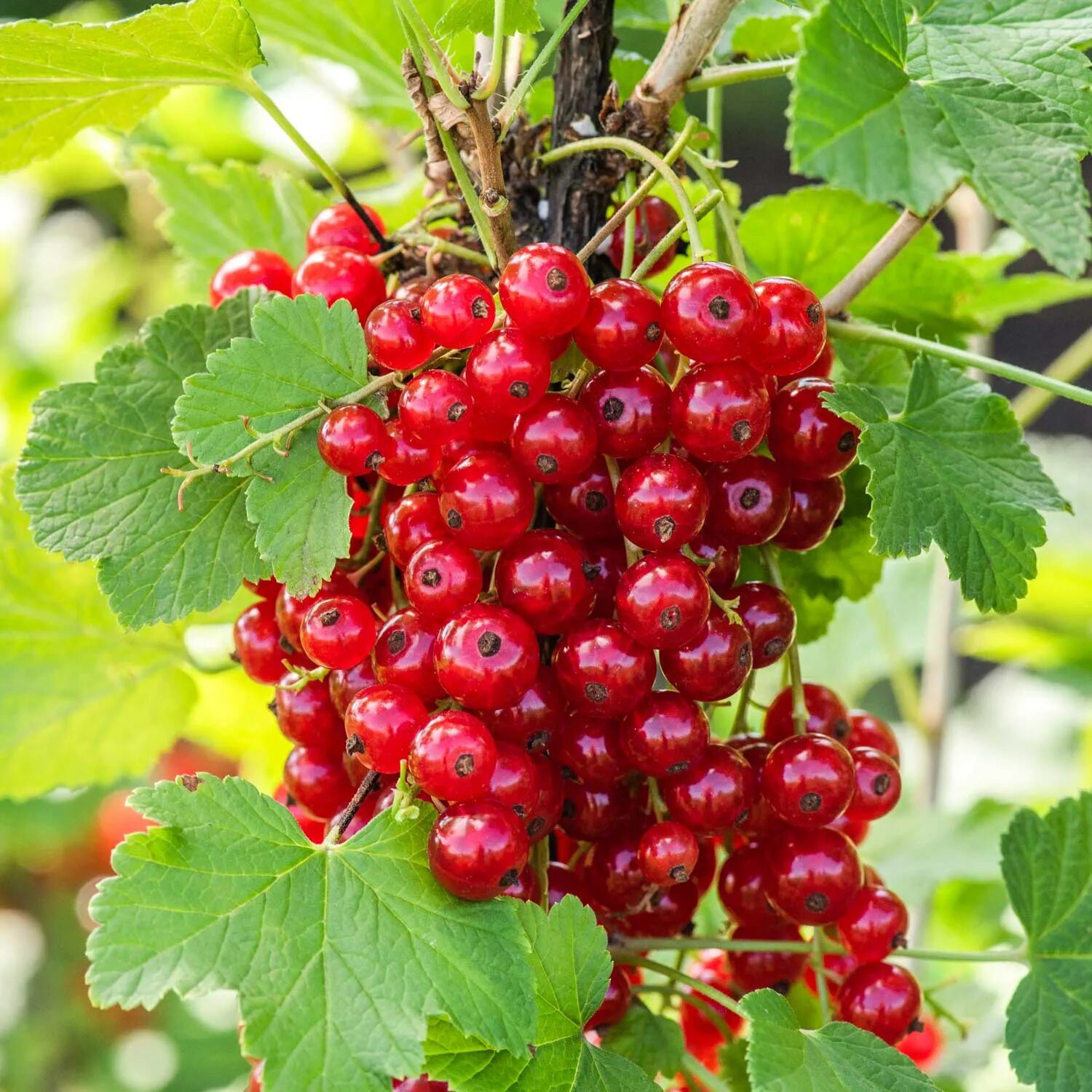 Смородина красная ровада. Смородина красная йонкер ван тетс (с5 штамб 60-80). Йонкер ван тетс красная смородина. Смородина красная джонкер ван. Смородина красная уральская красавица.