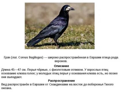 Что обозначает грач