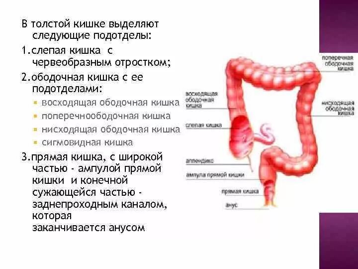 Восходящий отдел ободочной кишки. Слепая кишка ободочная кишка. Ободочная кишка и толстая кишка. Толстая ободочная кишка. Толстая кишка среда