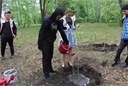 Посадка деревьев выпускниками. Посади дерево. высадка новых деревьев. юный натуралист. семейные деревья на выпускном в саду.