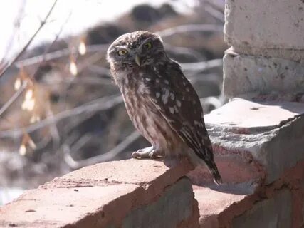 Сағаттың юбкасының астындағы жасырын камера