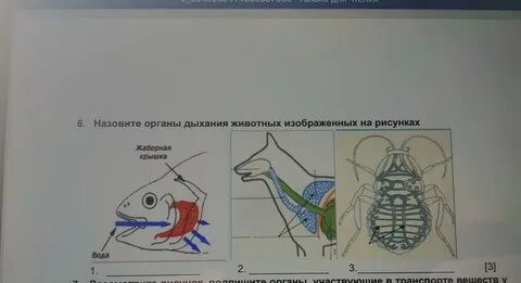 Основные органы дыхания у животных
