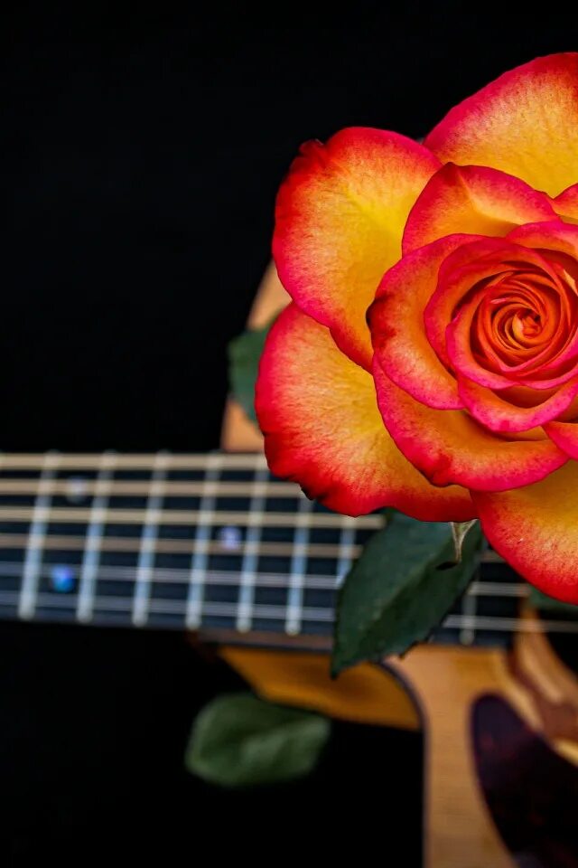 Алые розы на гитаре. Музыкальный цветочек. Гитара цветы. Розочки на гитаре. Гитара с цветами.