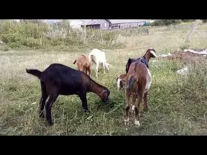 Время охоты коз