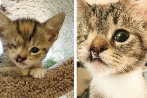 Котята становятся сильнее