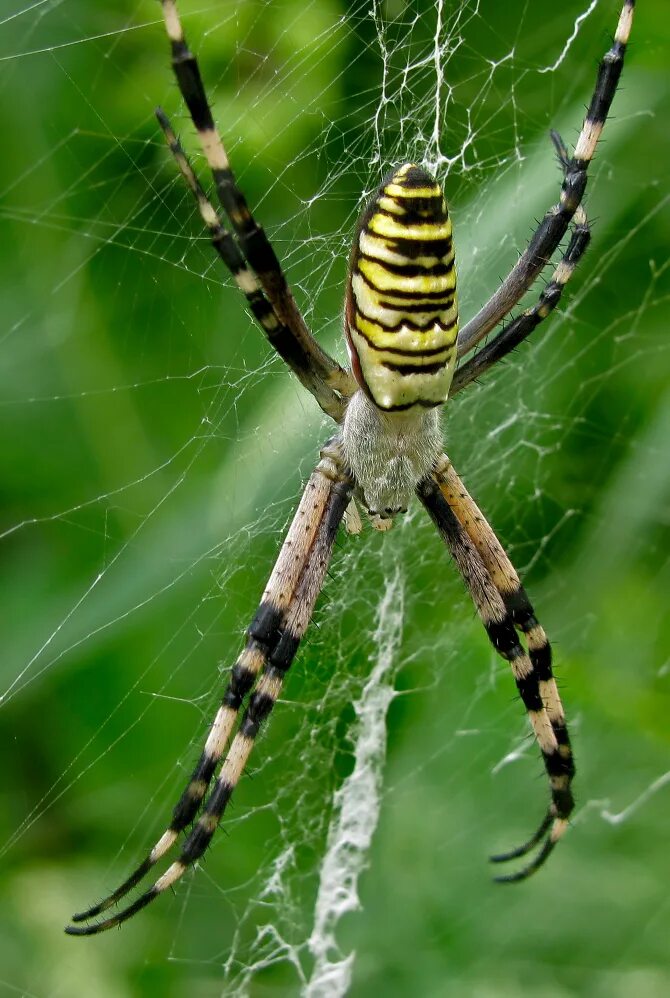 Паук билайн. Аргиопа Брюнниха (Argiope bruennichi). Паук Оса Аргиопа. Аргиопа Брюнниха Садовая. Паук Аргиопа Брюнниха ядовитая.