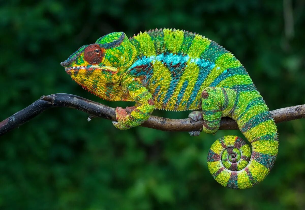 Chameleon перевод. Пантеровый хамелеон. Мадагаскарский хамелеон. Пантеровый хамелеон Ambilobe. Пантеровый хамелеон самка.