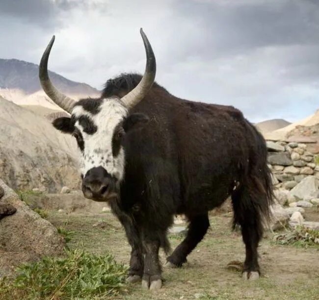Дзо (хайнак). Шотландская высокогорная корова. Сарлык тибет. Бык. Буйвол с челкой.