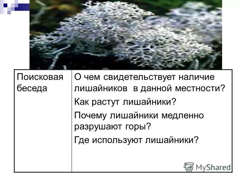 лишайники на стекле. листоватый пармелия. пармелия лишайник накипной. накипные лишайники арктики. отсутствие лишайников.