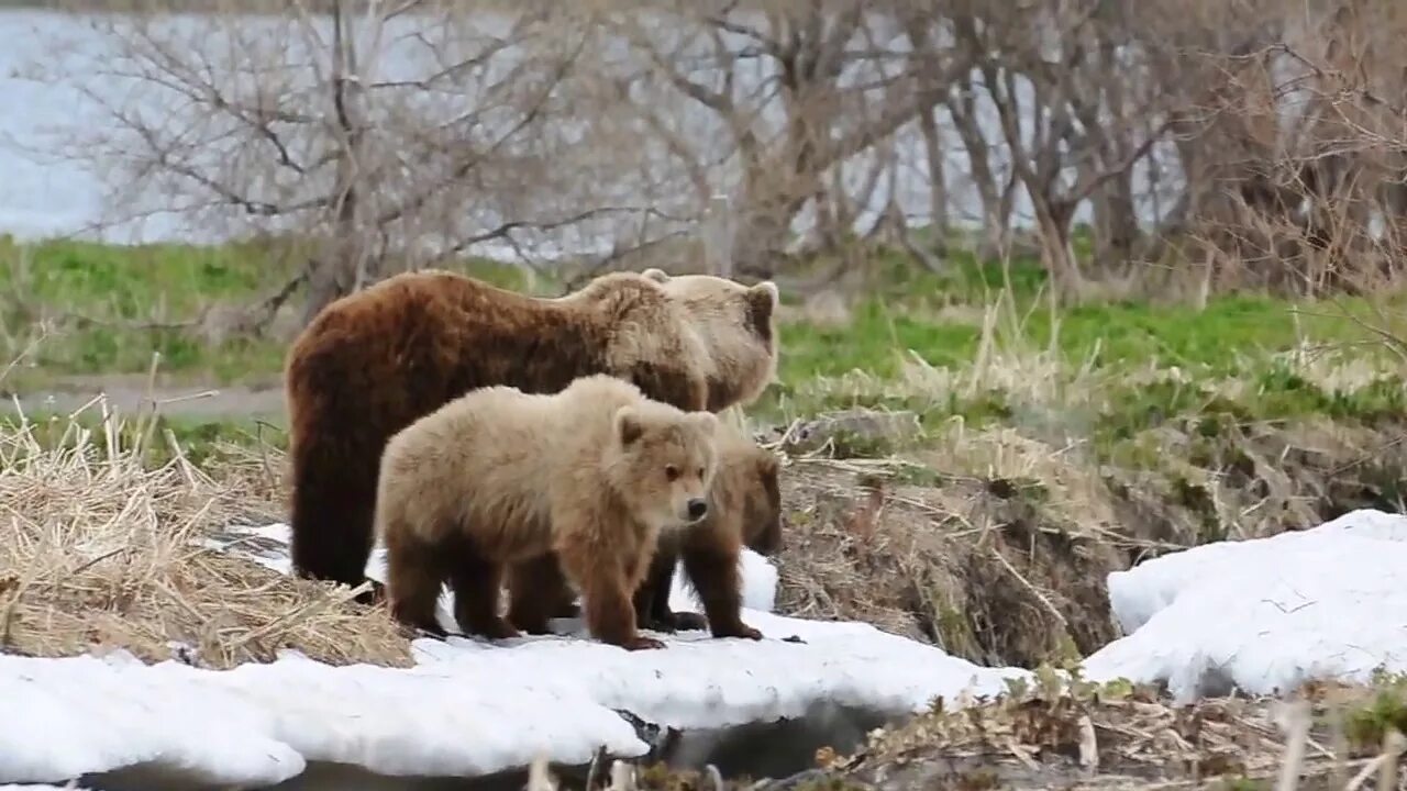 Медведь весной картинки. Медведь весной. Медведица с медвежатами. Семья медведей. Медведица с медвежатами весной.