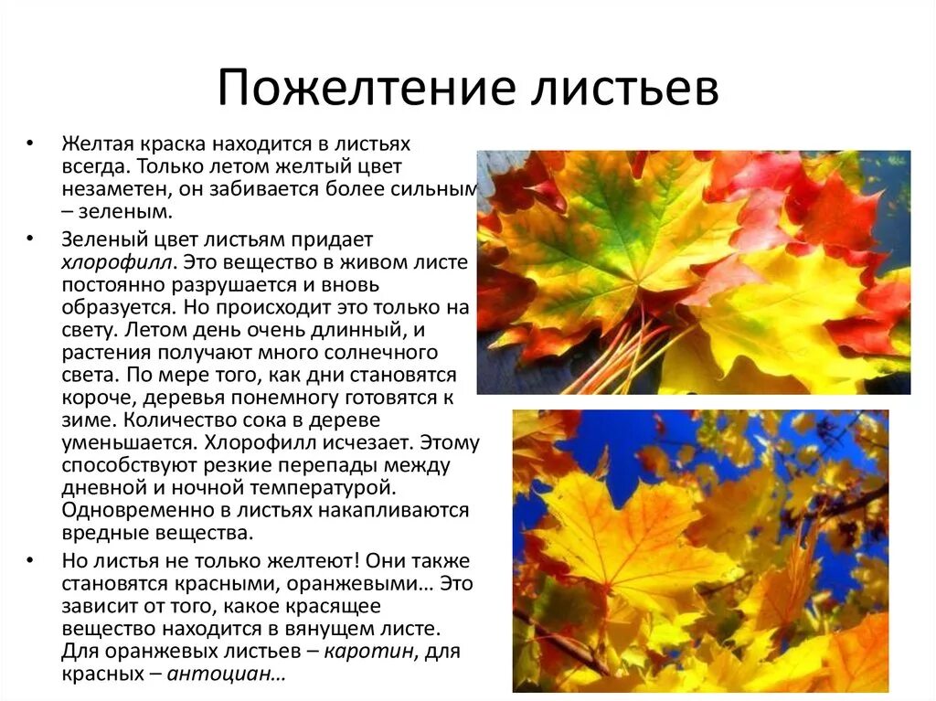 Изменение окраски листьев осенью. Почему листья желтеют осенью для детей. Причины изменения окраски листьев осенью. Исследовательская работа почему желтеют листья. Листья это письма лета текст