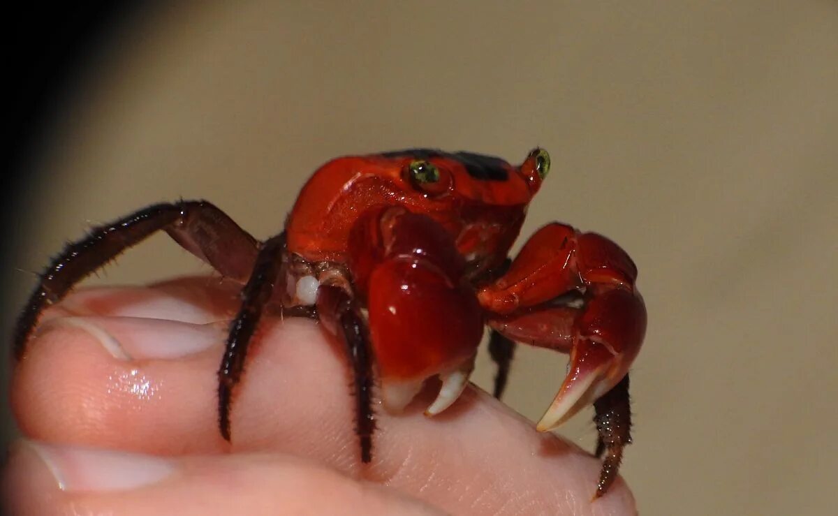 Краб Geosesarma Tomato. Краб томатный (Metasesarma aubryi). Краб красный паук Metasesarma SP. Краб геосесарма ред Руби. Краб дьявол